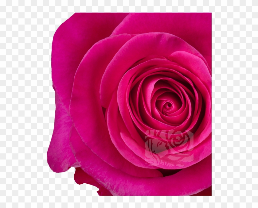 Hot Pink Roses - Floribunda Clipart #87495