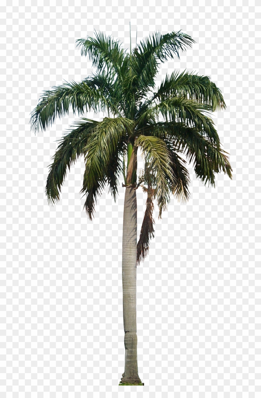 Tree Png - Coconut Palm Tree Png Clipart #87577