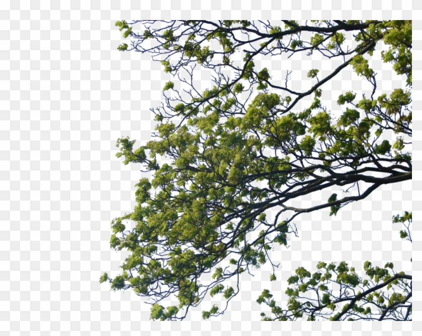 Tree Branch Png Clipart - Tree Branches For Photoshop Transparent Png #87705