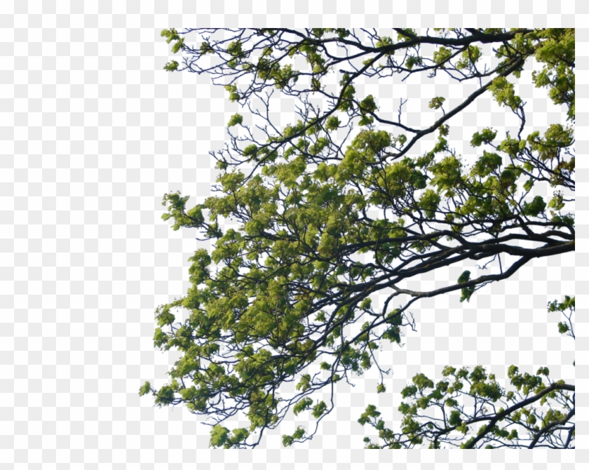 Tree Branch Png Clipart - Tree Branches For Photoshop Transparent Png