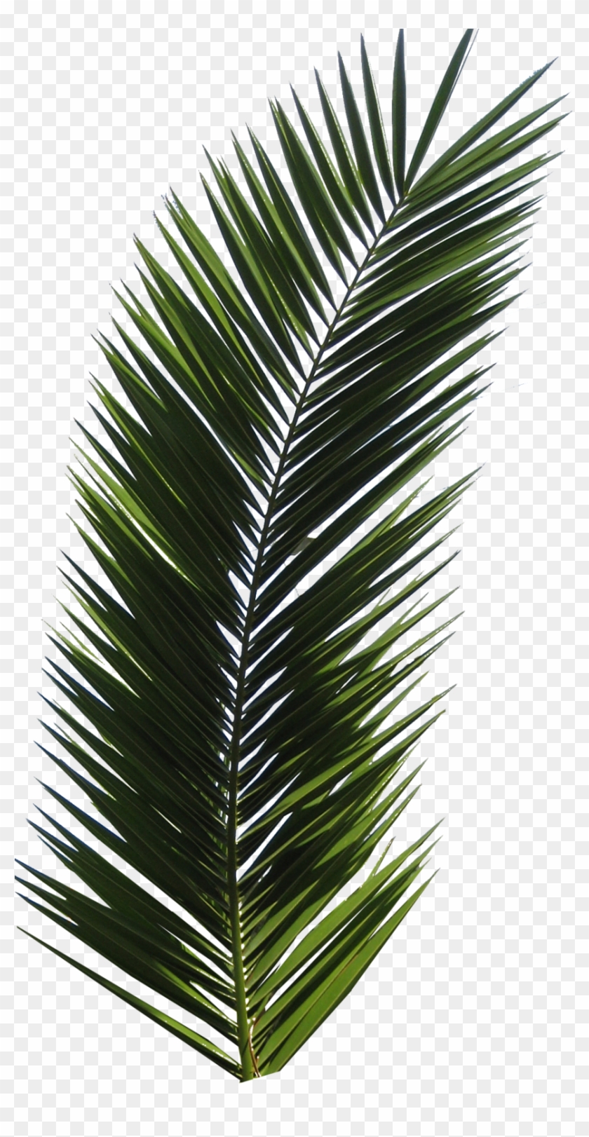 Palm Tree Png - Palm Tree Leaf Png Clipart