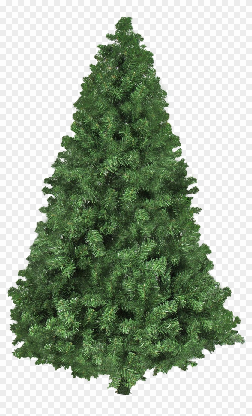 Christmas Tree Png Transparent Image - Fresh Natural Christmas Tree Clipart