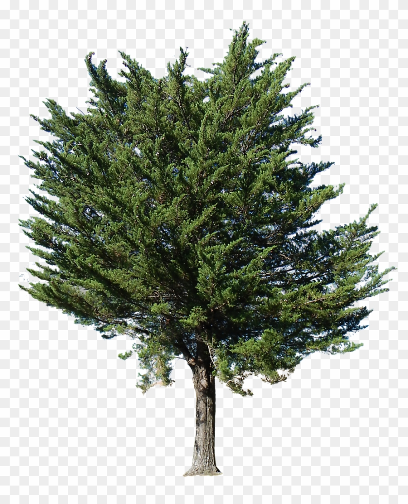 Pine Tree Transparent Alpha Clipart #87853