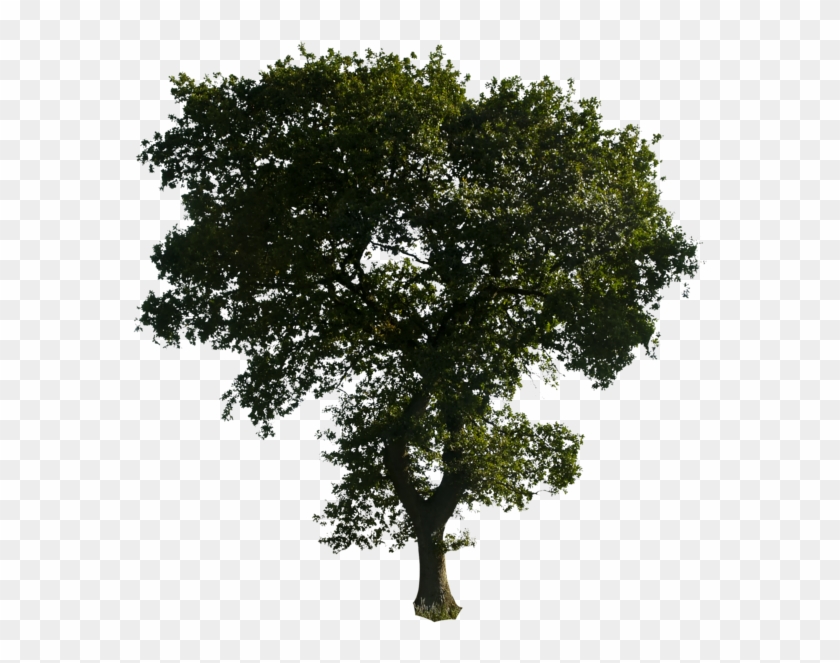 Tree Png Photo - Portable Network Graphics Clipart