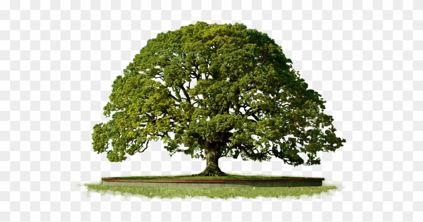 Tree Free Png - Oak Clipart #88274