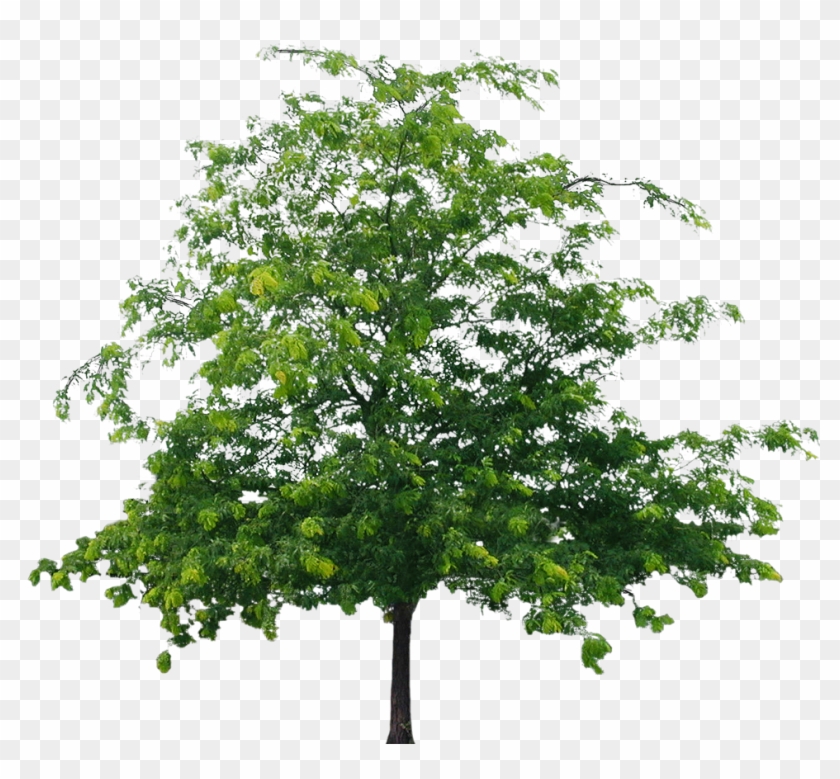 Tree - Tree Hd Png File Clipart
