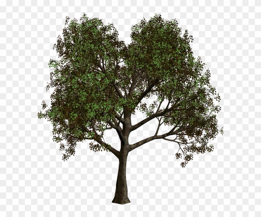 600 X 619 8 - Forest Tree Transparent Background Clipart