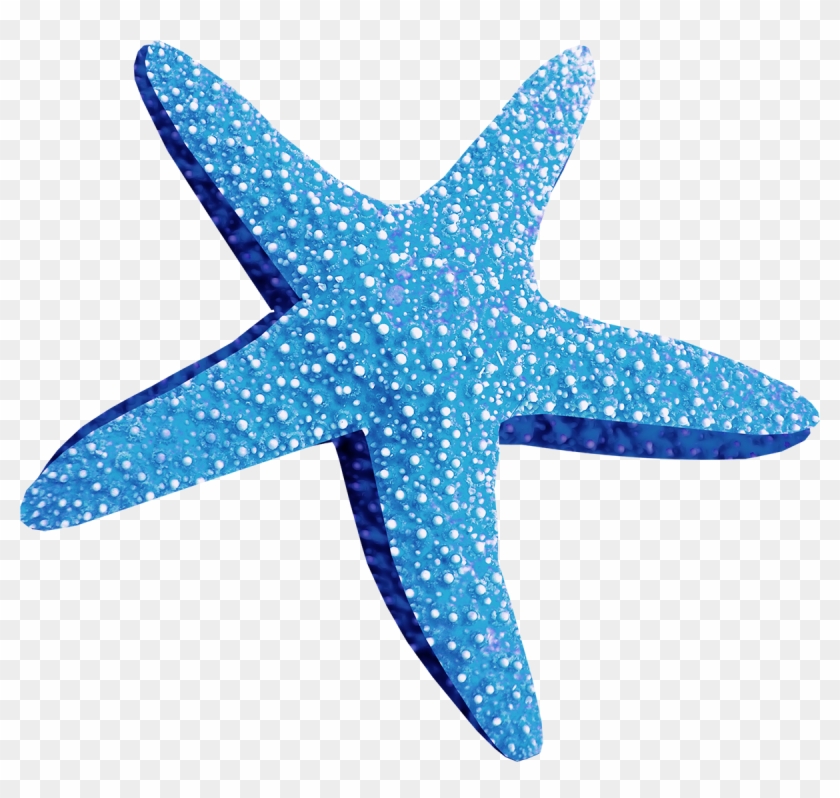 Blue Starfish Png Blue Starfish Png - Морская Звезда На Белом Фоне Clipart #803781