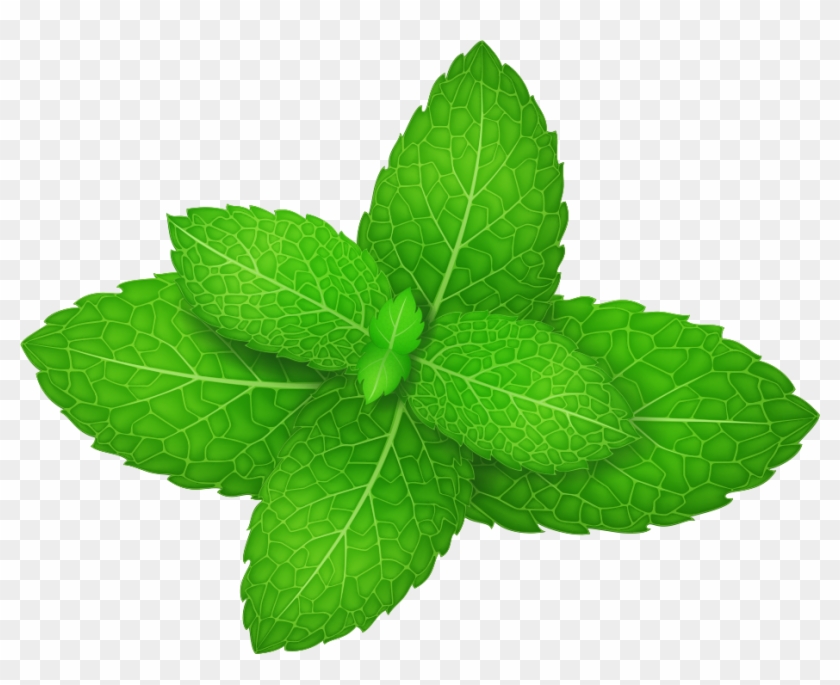 Mentha Spicata Peppermint Herb Green Leaves - Mint Vector Clipart #803878