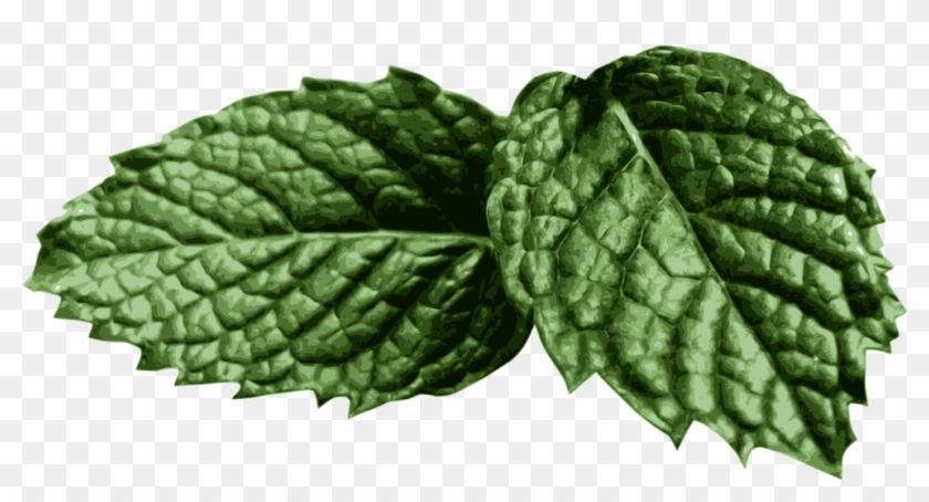 Collection Of Mint Png High Quality Ⓒ - Mint Clipart Png Transparent Png #803902