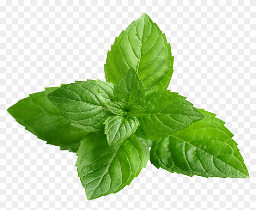 Organic Oil Clear Revive - Transparent Peppermint Leaf Png Clipart