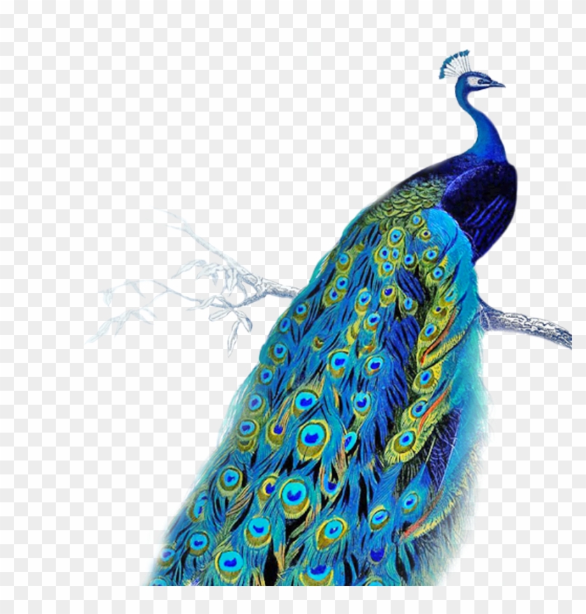 Transparent Peacock Feather - Peacock Gif Transparent Background Clipart #804034
