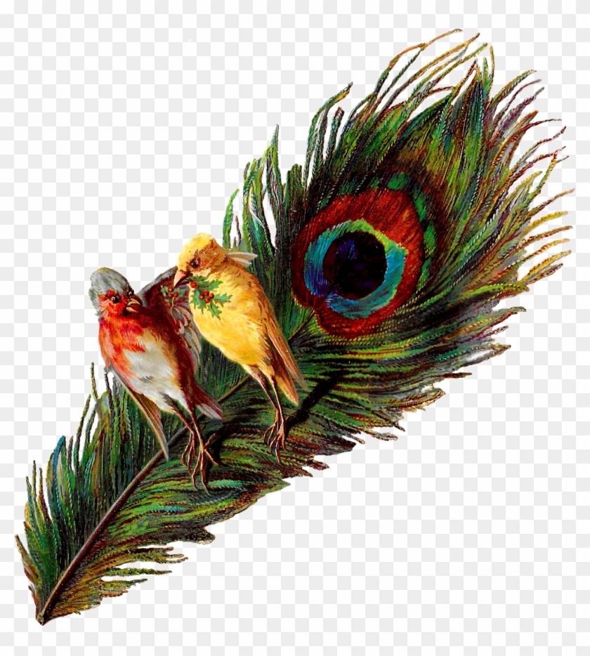 Feather Clipart Victorian - Bird Peacock Feather - Png Download