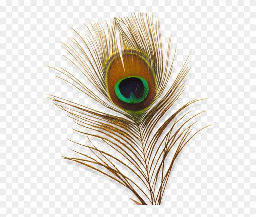 Перо Павлина Пнг Clipart
