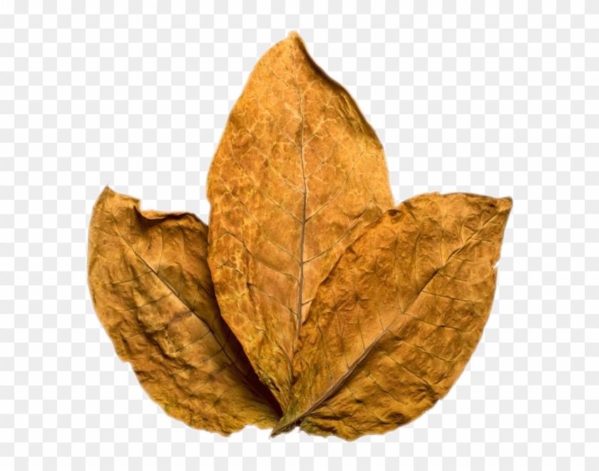 Tobacco - Tobacco Png Clipart