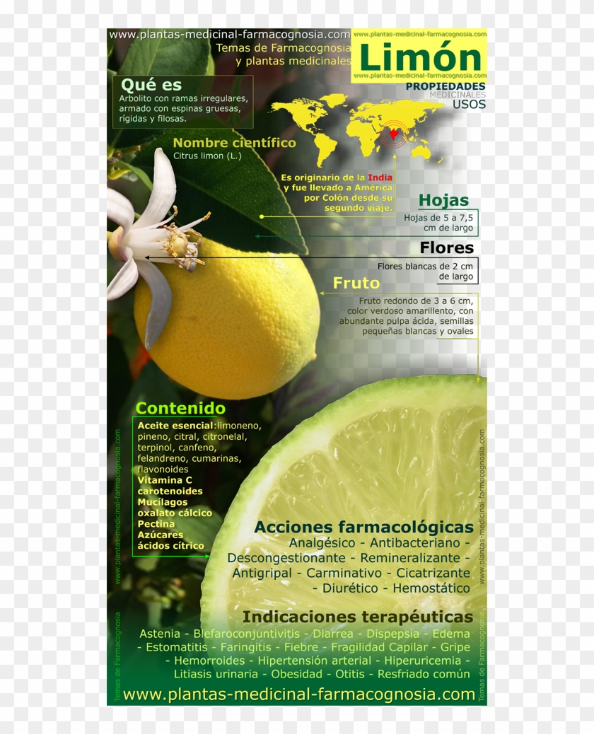 Propiedades Del Limón - Lemon Tree Medicinal Uses Clipart #806705