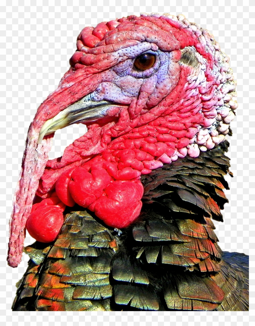 Turkey Head Transparent Background Clipart