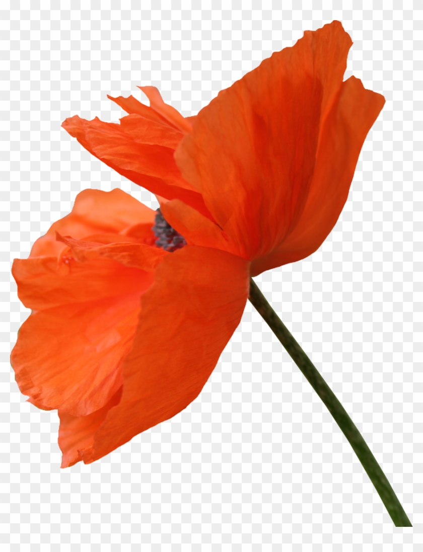 Red Poppy Png Clipart