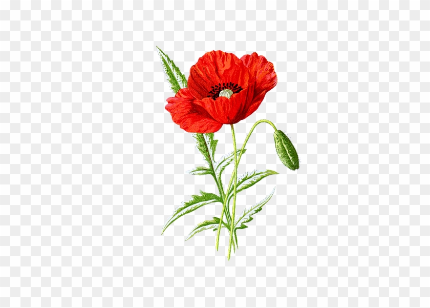 Botanical Poppy Clipart #814128