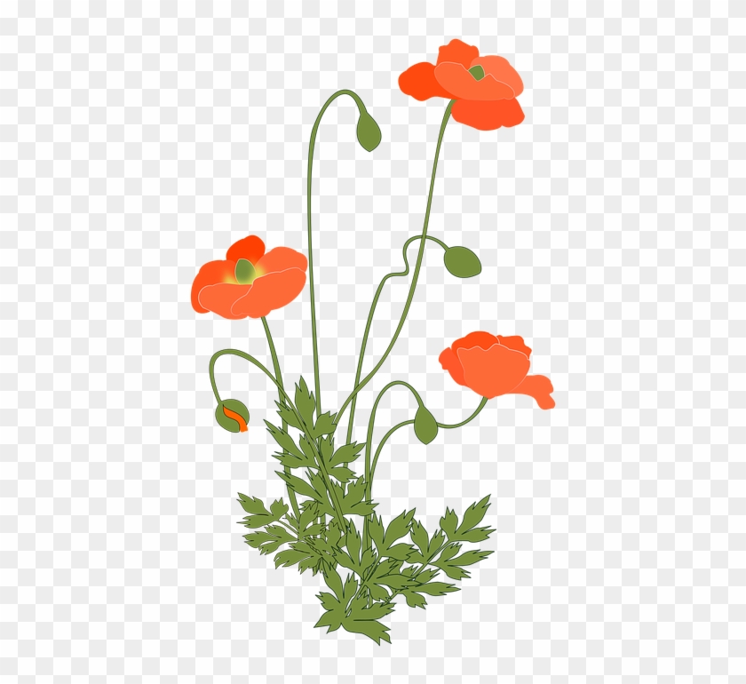 Poppy, Corn Poppy, Flowering Plant, Pink - Coquelicot Plante Clipart