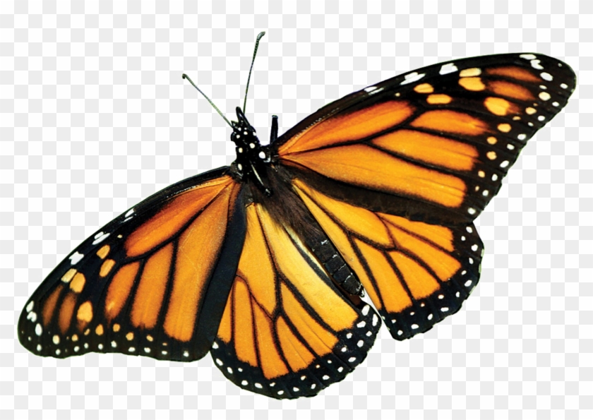 Monarch Butterfly Png Picture - Monarch Butterfly Png Clipart #814631