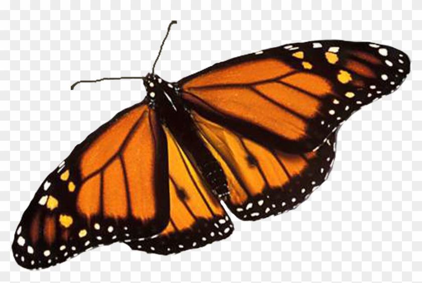 Monarch Butterfly Png Image Background - Monarch Butterfly Transparent Background Clipart #814678