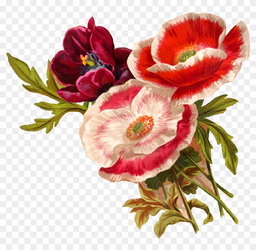 Collection Of Free Drawing Download On - Poppy Flower Png Clipart