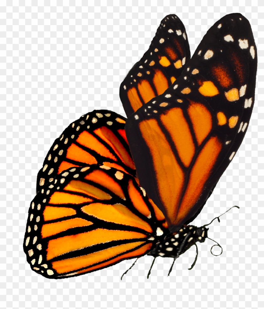 Largest Collection Of Free To Edit Monarch Butterflies - Monarch Butterfly No Background Clipart #814747