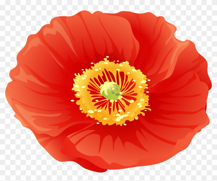 Free Png Download Red Poppy Flower Png Images Background - Corn Poppy Clipart #814827