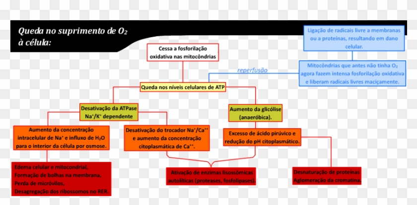 Lesão Por Hipóxia - Evitar O Estresse Oxidativo Clipart