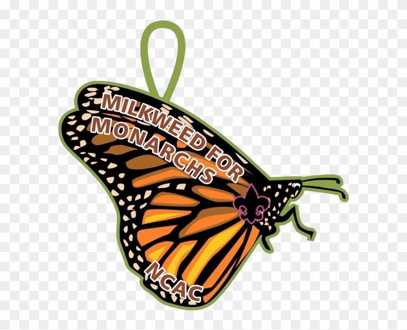 Scouts Take Part In Monarch Butterfly Conservation - Monarch Butterfly Clipart #814889