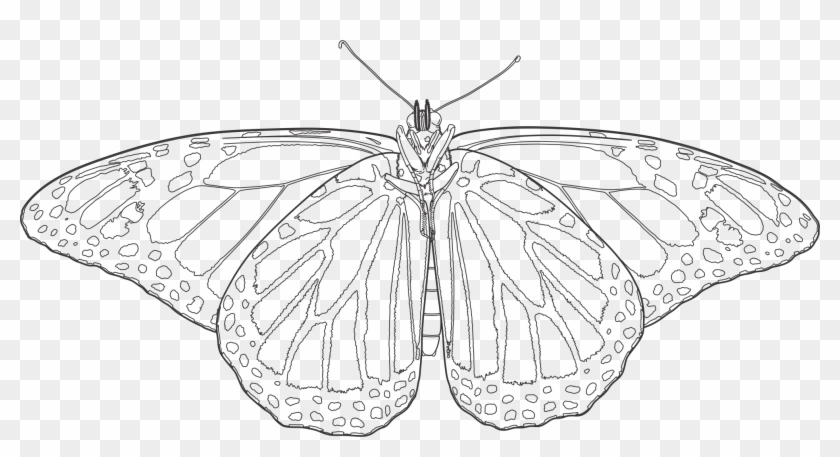 2016 X 1001 9 - Butterfly Drawing Vector Transparent Clipart #814932
