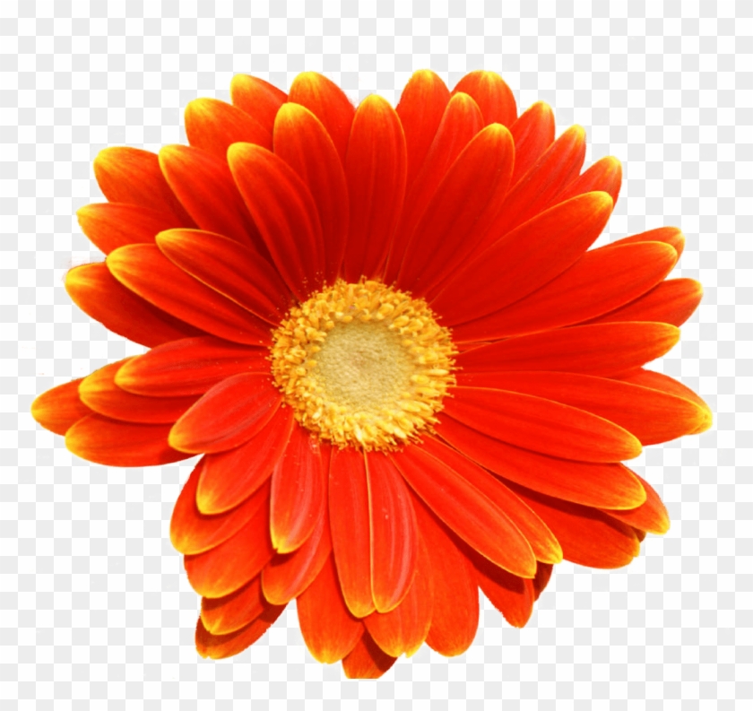 Poppy - Barberton Daisy Clipart