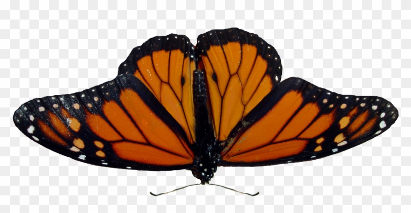 Butterfly - Angangueo Clipart