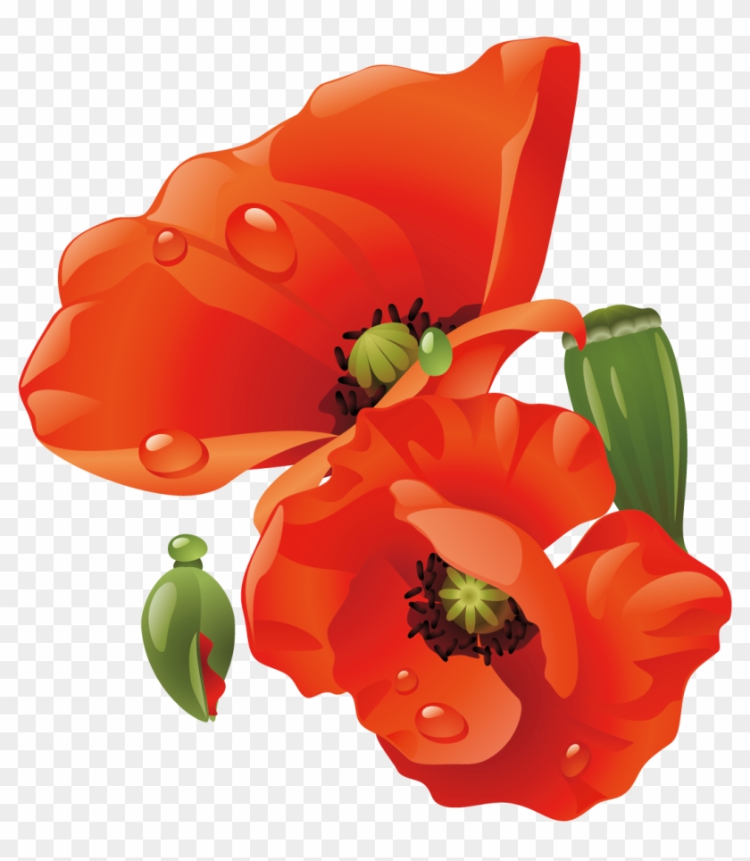 Paper Flowers Bouquet Transprent Png Free - Oriental Poppy Clipart #815224