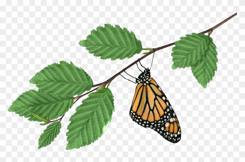 Monarch On Branch - Monarch Butterfly Clipart