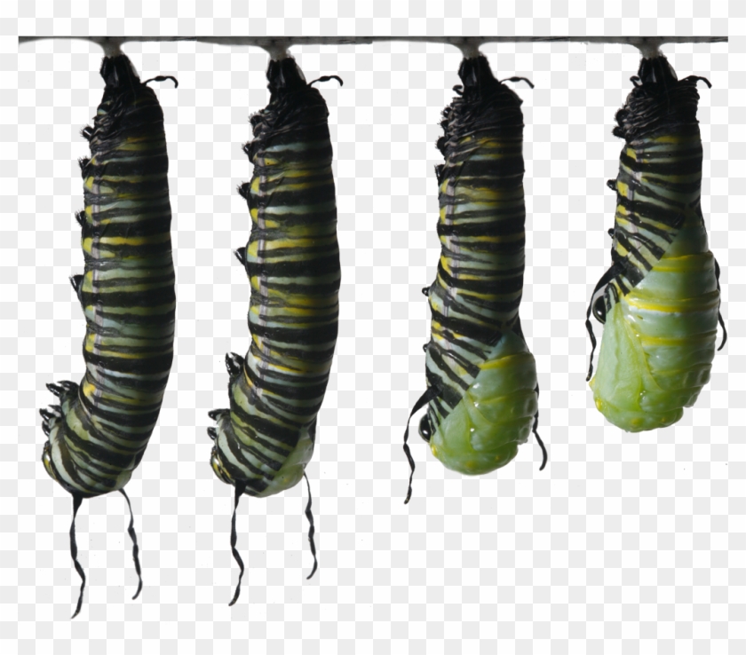 Monarch Caterpillar Png - Butterfly Caterpillar Monarch I Ytimg Clipart #815336