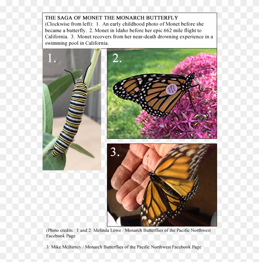 Monet Is The First Idaho Monarch In My Study To Be - Butterfly Clipart