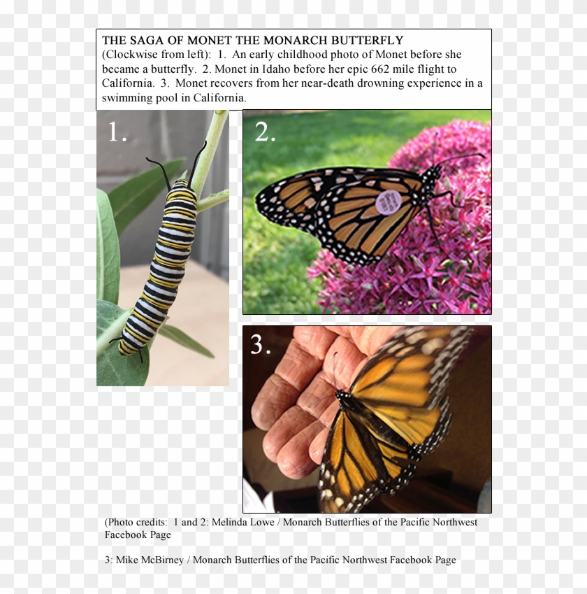Monet Is The First Idaho Monarch In My Study To Be - Butterfly Clipart #815568