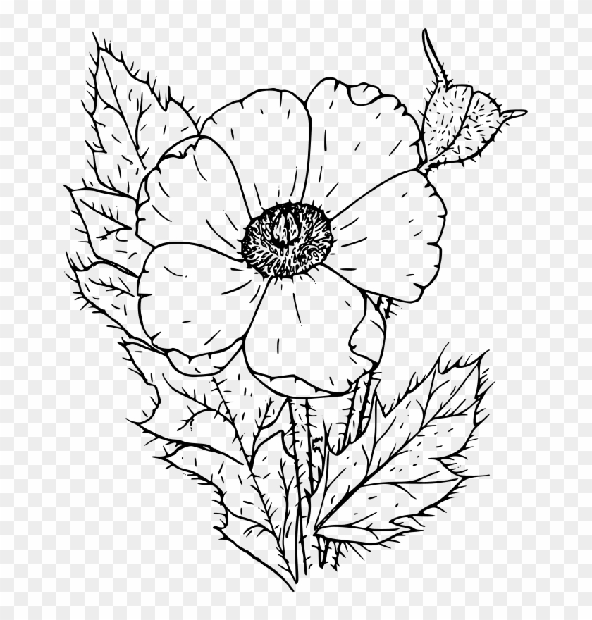 Medium Image - Poppy Flower Clipart Black And White - Png Download #815622
