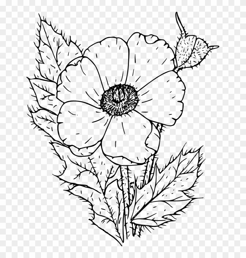 Medium Image - Poppy Flower Clipart Black And White - Png Download