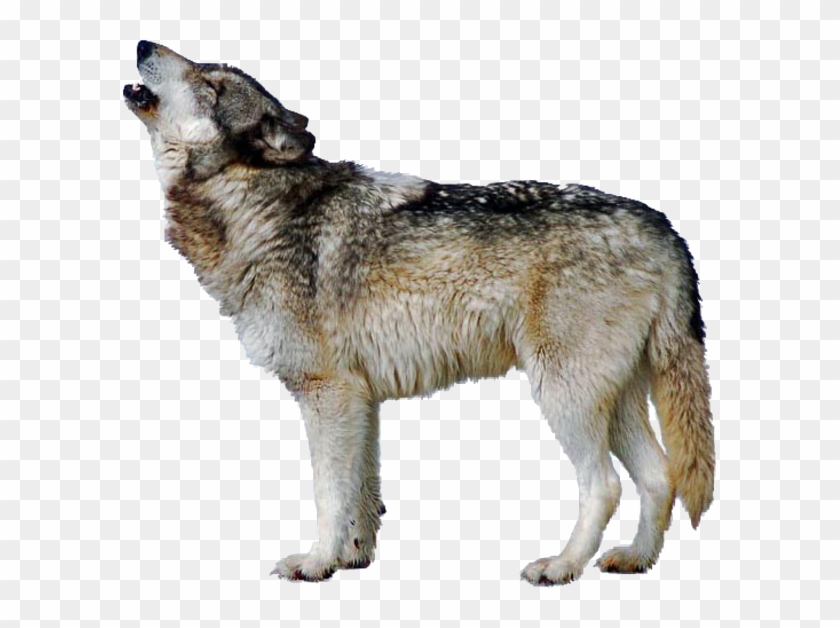 Resting Fox - Triangle Clipart #815819