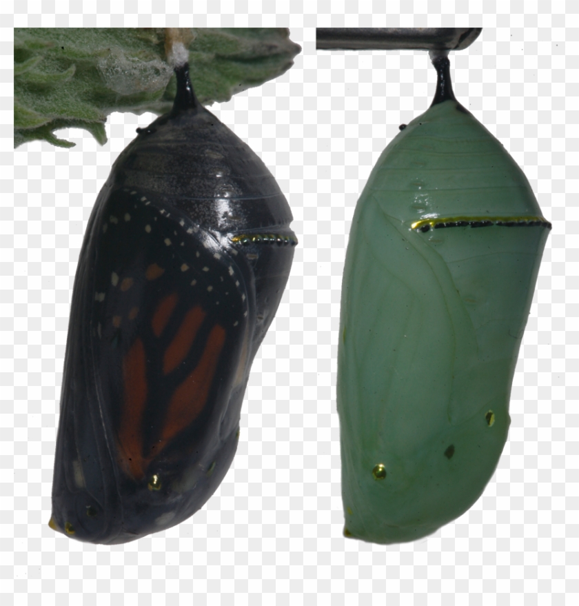 Comparing - Crisalida Negra Clipart