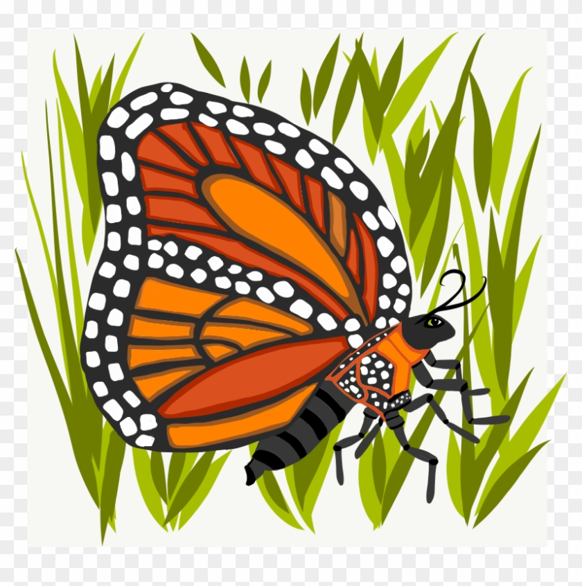 Monarch Butterfly Clipart #816002