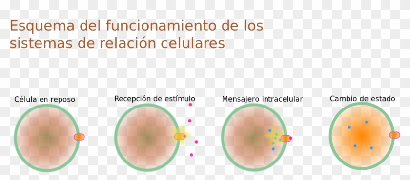 Esquema Relación Celular - Relación De La Célula Clipart