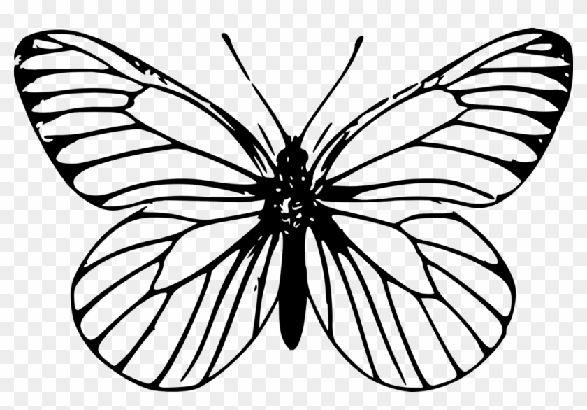 download monarch butterfly outline drawing template butterfly outline