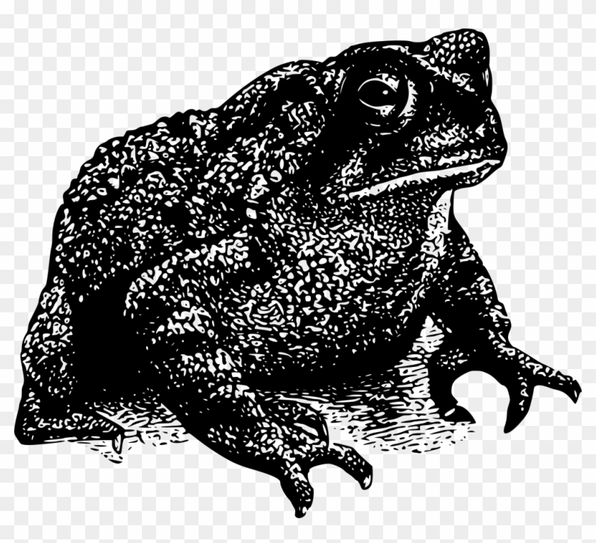 Download Png - Toad Png Clipart #817248
