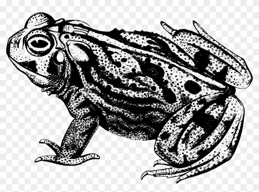 Download Png - Great Plains Toad Black And White Clipart #817522