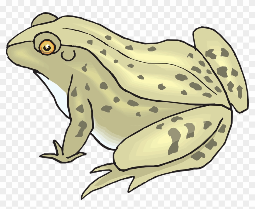 Collection Of Funny Toad Cliparts - Speckled Clip Art - Png Download