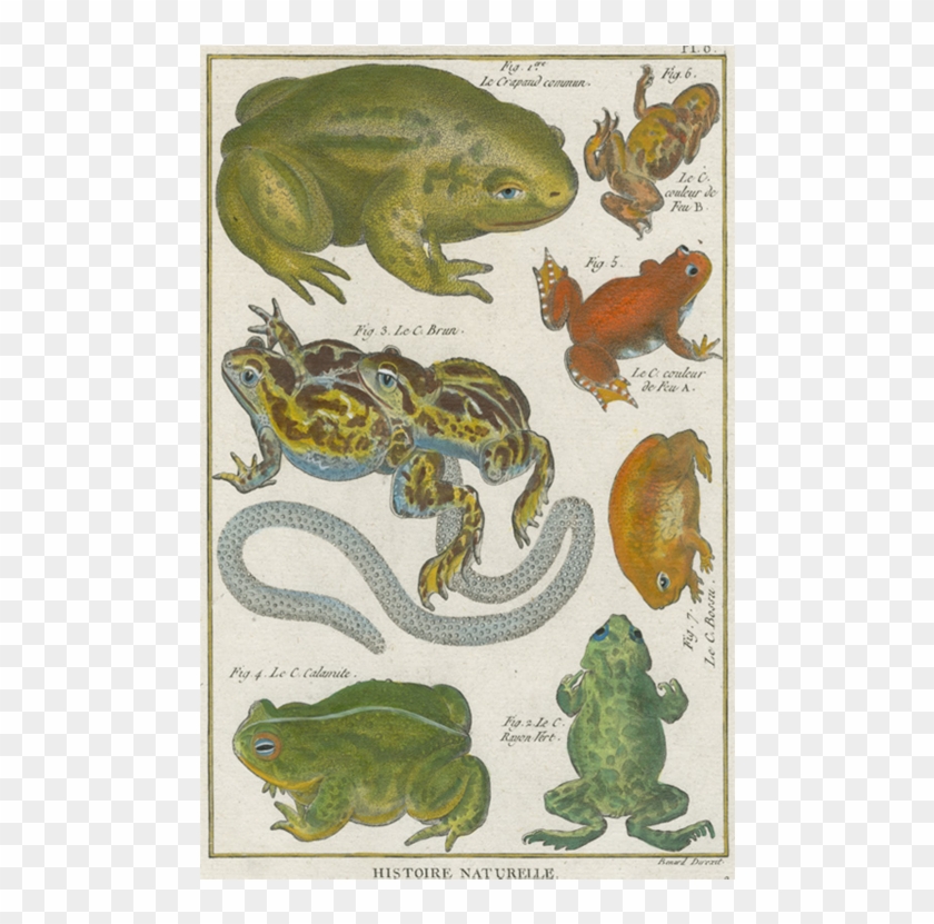 Frog Etching Clipart #817880